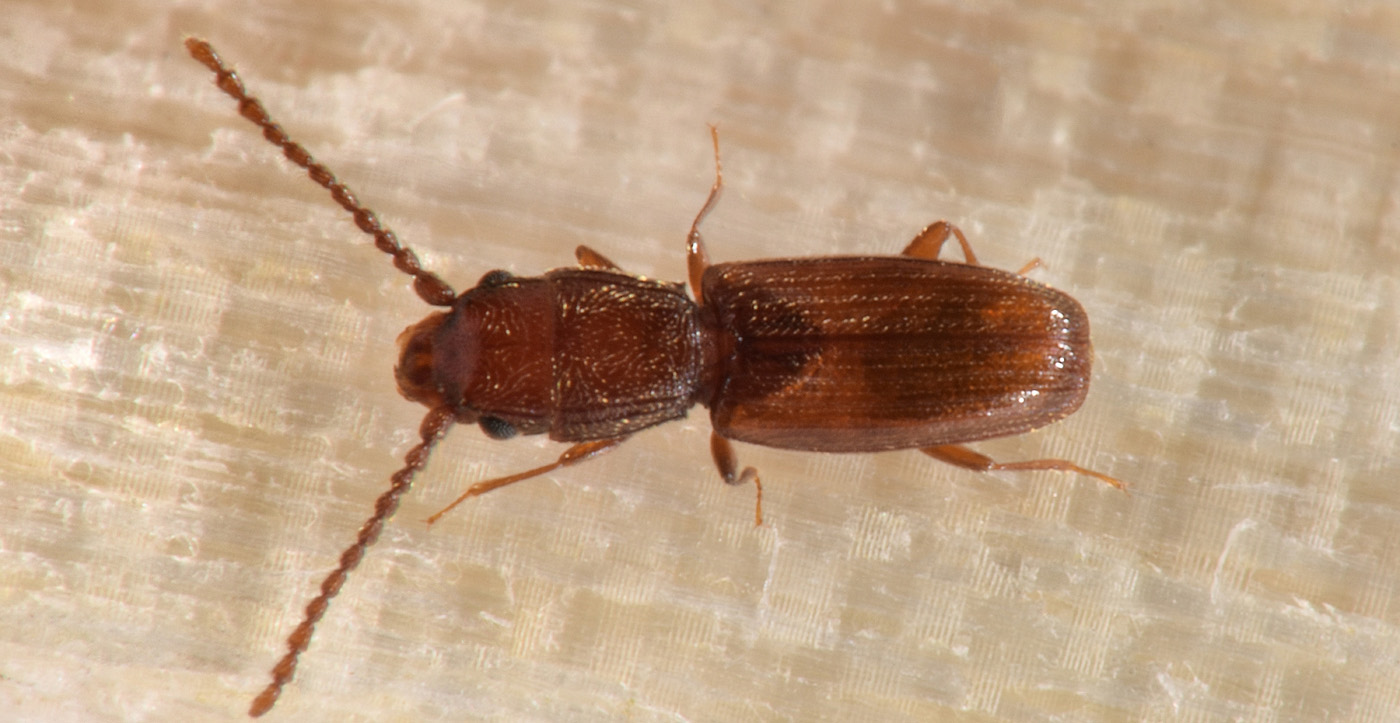 Laemophloeidae: Cryptolestes duplicatus ♂♀